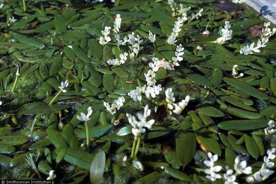 Image of Cape pondweed