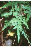Image of Japanese climbing fern
