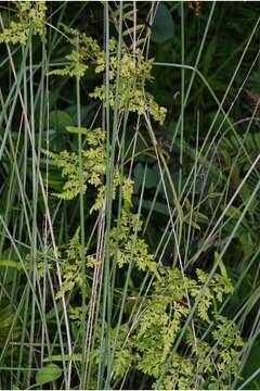 Plancia ëd Lygodium japonicum (Thunb.) Sw.