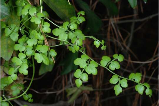 Image of Japanese climbing fern