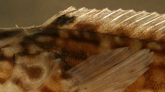 Image of Masquerader hairy blenny