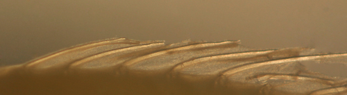 Image of Hairy Blenny