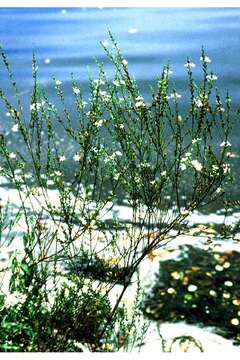 Image of Wand loosestrife