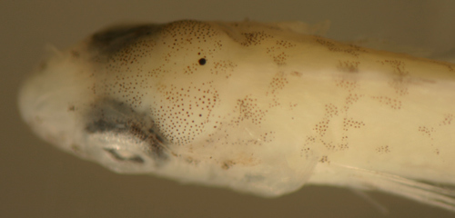 Image of Rosy Blenny