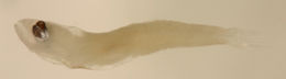 Image of Microgobius signatus Poey 1876