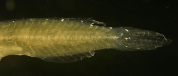 Image of Scarinae