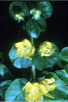 Image of creeping jenny