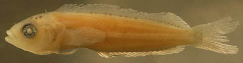 Image of Hairy Blenny