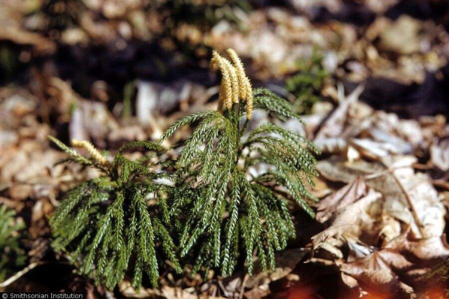 Imagem de Dendrolycopodium obscurum (L.) A. Haines