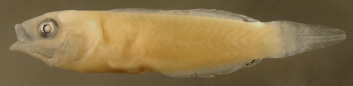 Image of Black-ear wrasse