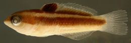 Plancia ëd Thalassoma bifasciatum (Bloch 1791)