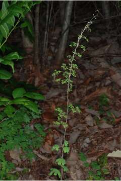 Image of American climbing fern