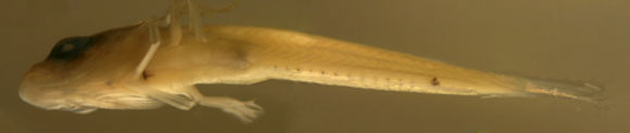 Image of <i>Labrisomus albigenys</i>