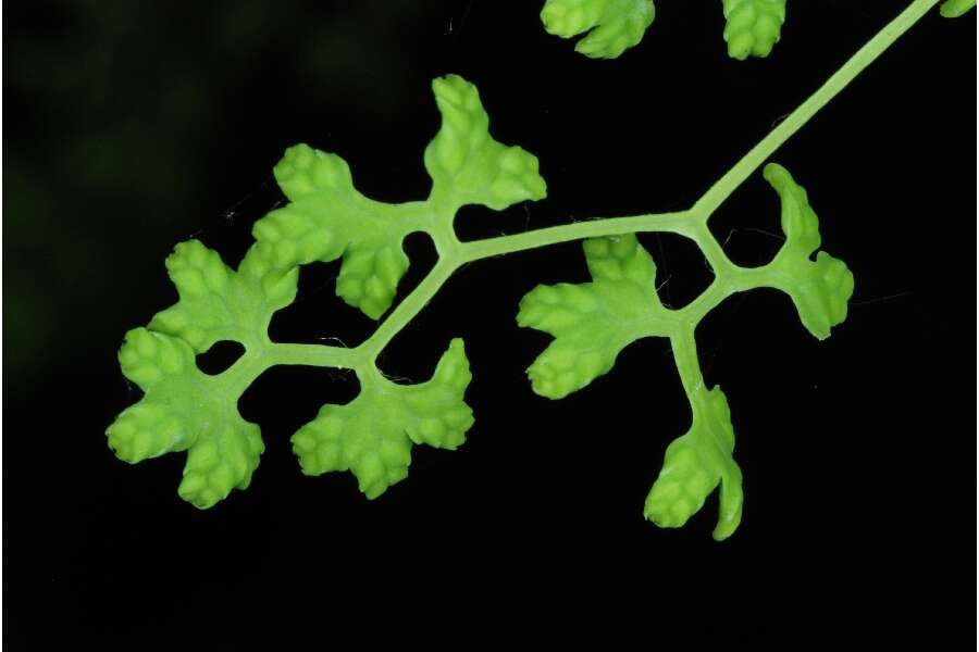 Image of American climbing fern