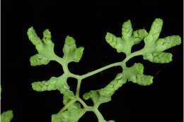 Image of American climbing fern