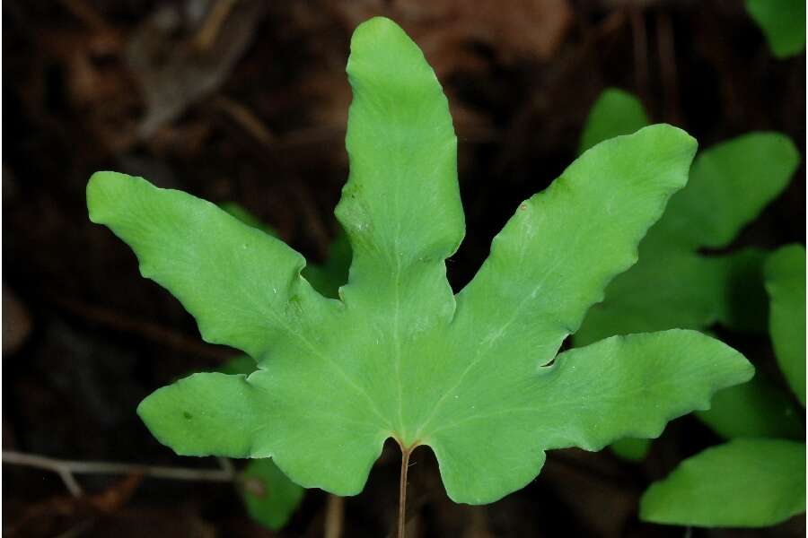 Image of American climbing fern