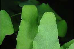 Image of American climbing fern