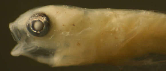 Image of Comma goby