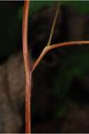 Image of American climbing fern