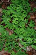 Image of American climbing fern