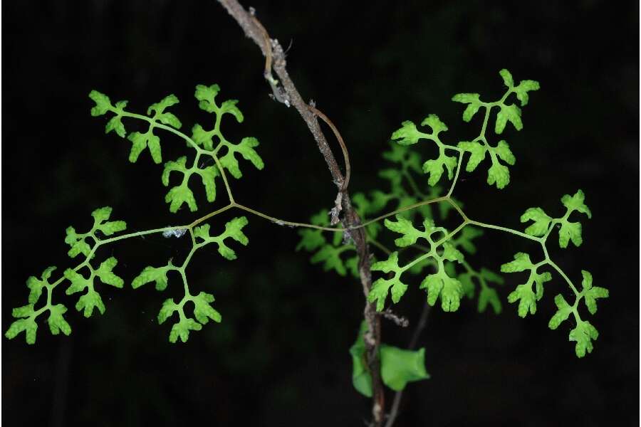 Plancia ëd Lygodium palmatum (Bernh.) Sw.