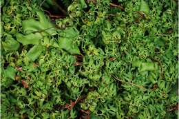 Image of American climbing fern