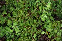 Image of American climbing fern