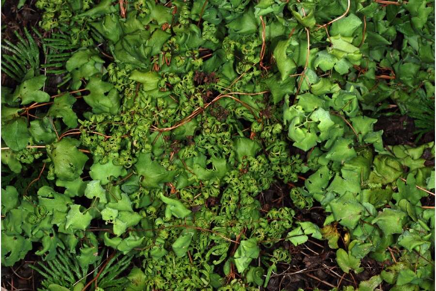 Plancia ëd Lygodium palmatum (Bernh.) Sw.