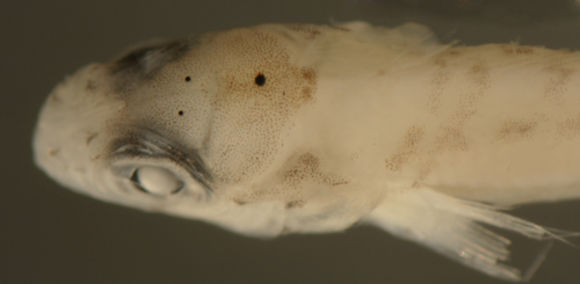 Image of Goldline Blenny