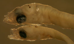 Image of labrisomid blennies