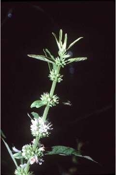 Image of Taper-Leaf Water-Horehound