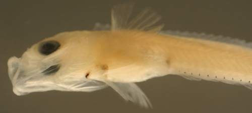 Image of Blackfin Blenny