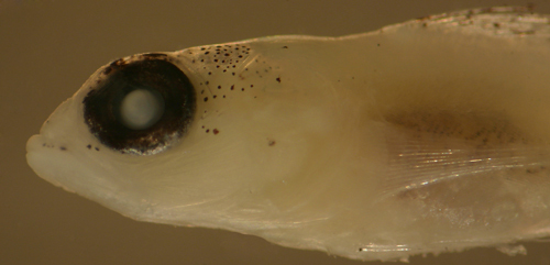 Image of Bartail Goby