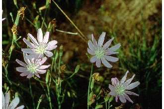 Image de Lygodesmia texana (Torr. & A. Gray) Greene ex Small