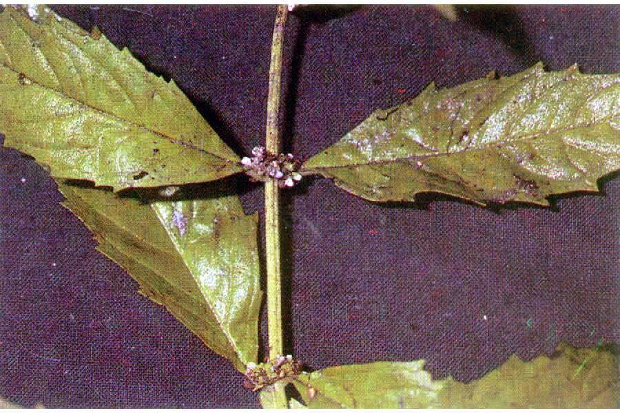 Image of northern bugleweed