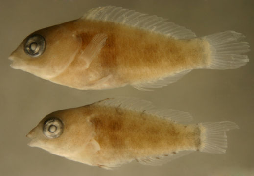 Image of Dark Green Parrotfish