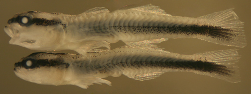 Image of Shark nose goby