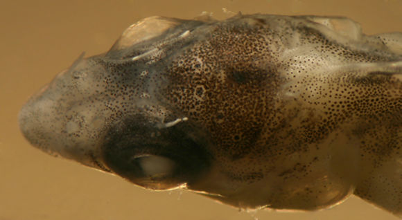 Image of Diamond Blenny