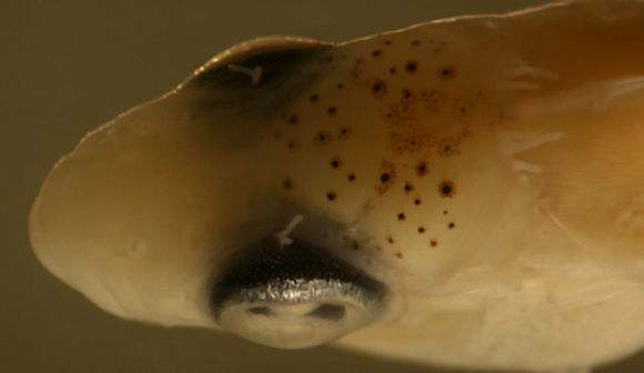 Image of Malacoctenus