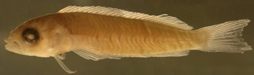 Image of Mock blenny