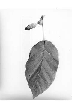 Image of Cucumber Magnolia