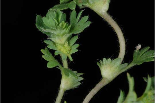 Image of slender parsley piert