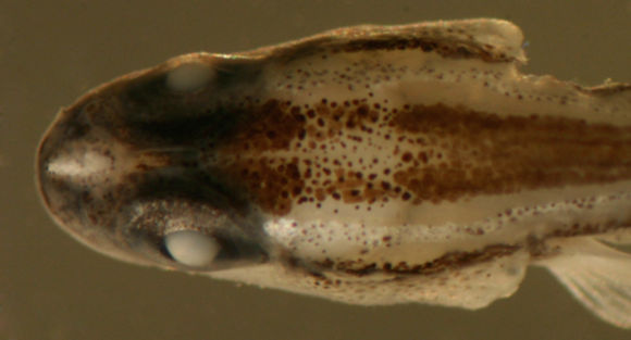 Image of Barsnout goby