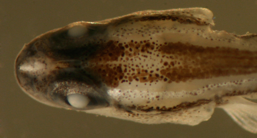 صورة Elacatinus illecebrosus (Böhlke & Robins 1968)