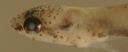 Image of Frillfin Goby