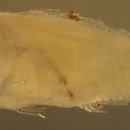 Image of Tobacco fish