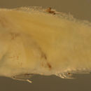 Serranus tabacarius (Cuvier 1829) resmi