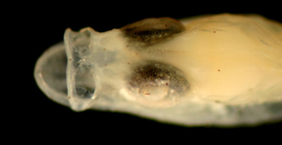 Image de Ctenogobius boleosoma (Jordan & Gilbert 1882)