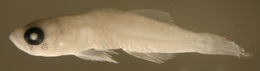 Image of Rusty Goby