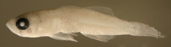 Image of Rusty Goby